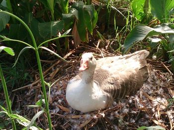 Close-up of bird perching on a field