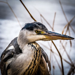 Close-up of a grey heron