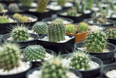 Close-up of succulent plants in greenhouse