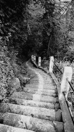 Walkway amidst trees in forest