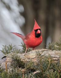 Close-up of a bird perching on plant