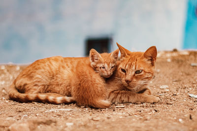 Cat lying down