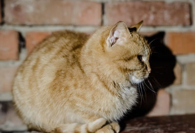 Close-up of a cat sleeping