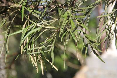 Close-up of fresh green plant