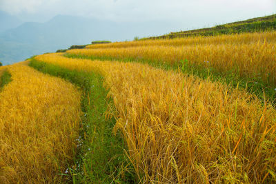 Scenic view of agricultural field against sky