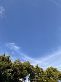 Low angle view of trees against blue sky