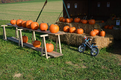 View of pumpkins on field