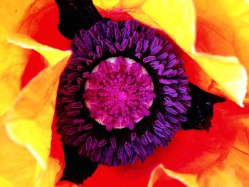 Extreme close up of yellow flower