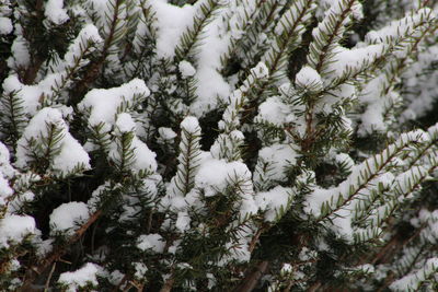 Snow covered trees