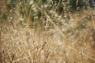 Close-up of wild grass