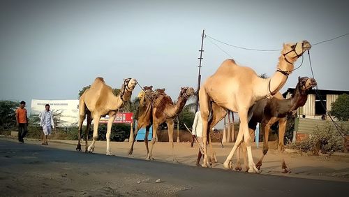 View of horses on the road