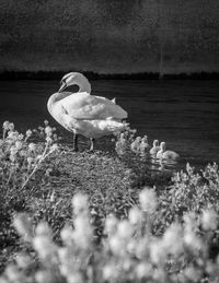 View of seagull on beach