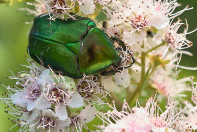 Close-up of insect on flower