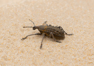 Close-up of grasshopper on beach