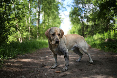 Portrait of dog in forest