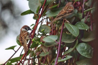 Close-up of bird perching on plant