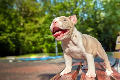 Close-up of a dog looking away