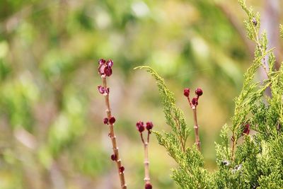 Close-up of red flowering plant