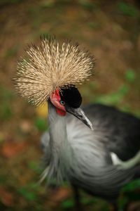 Close-up of bird against blurred background