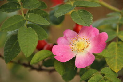 Close-up of pink flowering plant