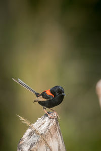 Close-up of bird perching in a post