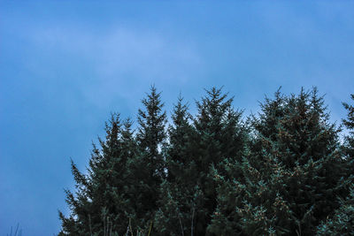 Low angle view of trees against clear blue sky