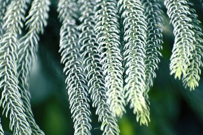 Full frame shot of plants