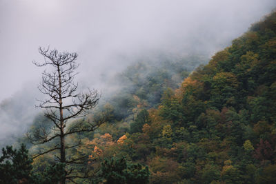 Dried tree and foggy autumn mountains