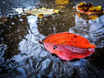 Close-up of autumn leaves on puddle