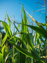 Low angle view of bamboo plants growing on field against sky