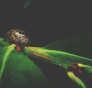 Close-up of insect on plant