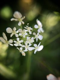 Close-up of white flowers