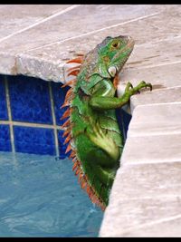 Close-up of lizard on leaf