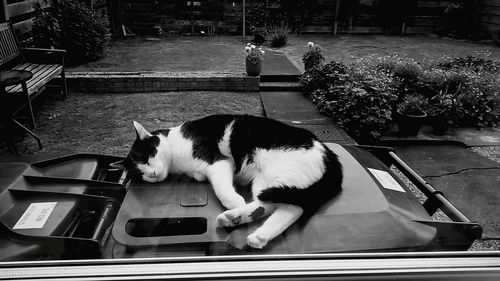 Cat looking away