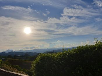 Plants growing on land against sky