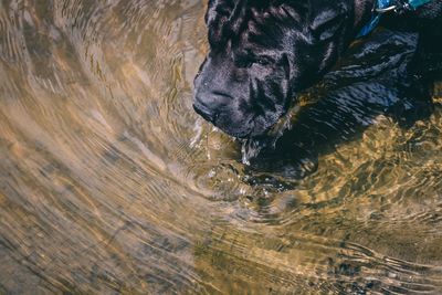 High angle view of dog in water