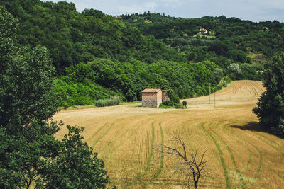 Scenic view of agricultural field against trees