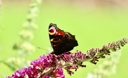 Close-up of butterfly pollinating on flower