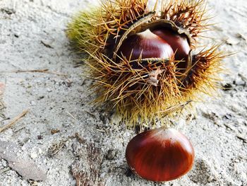 Close-up of animal shell on the ground