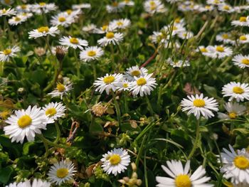 Close-up of white daisy flowers on field