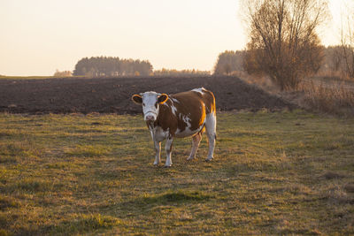 Cow standing in a field