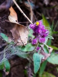 Close-up of butterfly on flower