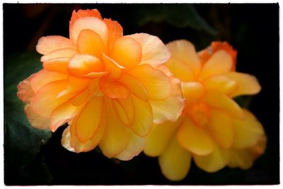 Close-up of orange flowers blooming outdoors