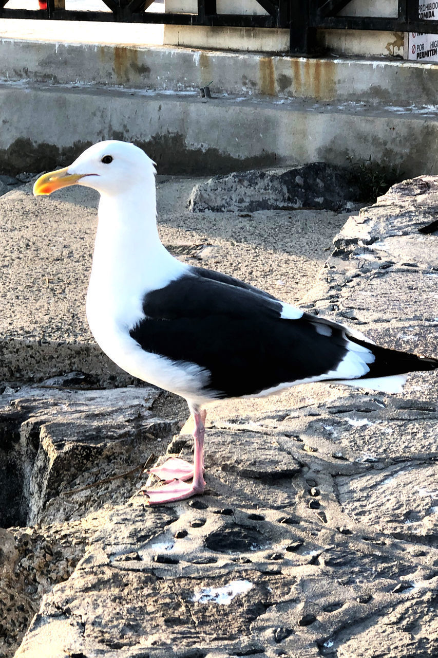 CLOSE-UP OF SEAGULL