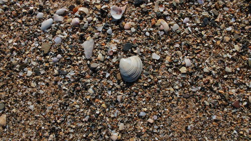 High angle view of shells on beach