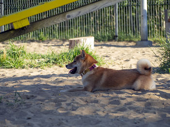 Dog running on footpath