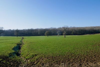 Scenic view of field against clear sky