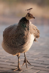 Close-up of a peahen