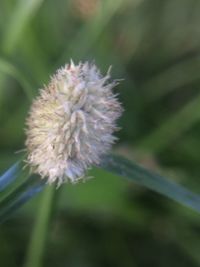 Close-up of flower