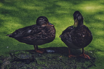 Pigeons on a field